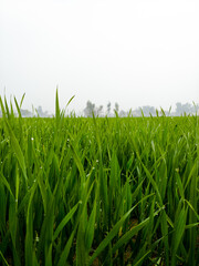 green grass with dew drops