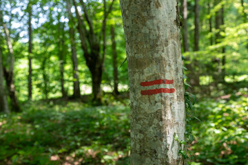  Two red lines on a tree trunk in the forest, showing a marked boundary.