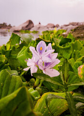 pink water lily