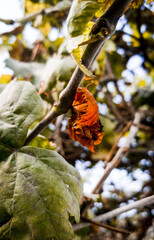 autumn leaves on the tree