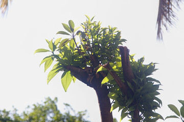 Tender Shoots on Barren Branch