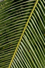 Linear Pattern of Coconut Leaves