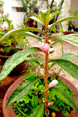 Light Pink Flowers of Balsam Plant