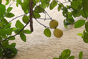 Tree Branch with Leaves and Lemons