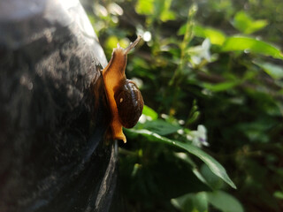 Macro Bush Snail or Bradybaena similaris which is often found around the yard or garden.
Usually...