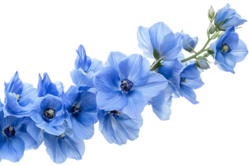 Vibrant delphinium flower cluster — high-resolution PNG with transparent background ideal for seamless cutout floral overlays, wedding invitation designs, scrapbooking elements and botanical wall art