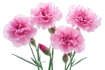 High-resolution Dianthus flower bouquet isolated on transparent background — seamless PNG cut-out ideal for wedding invitations, scrapbook overlays, botanical wall art, and elegant digital design