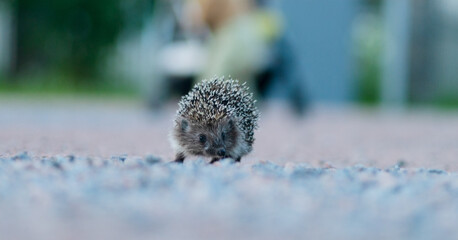 Small wild hedgehog on a forest road surrounded by greenery. A glimpse of untamed nature.