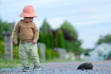 Toddler meets a hedgehog while standing on a path. Gentle outdoor scene of nature and childhood. © Sk Elena