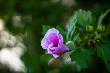 pink hibiscus flower beginning to bloom