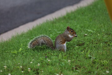 Squirrel