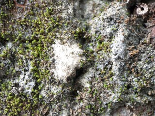 Close-Up of Fresh Green Plant Leaves in Natural Lighting