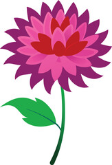 Aster, China on white background