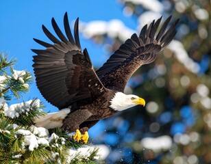 Fototapeta premium A majestic bald eagle taking flight from a pine tree in slow motion frame.