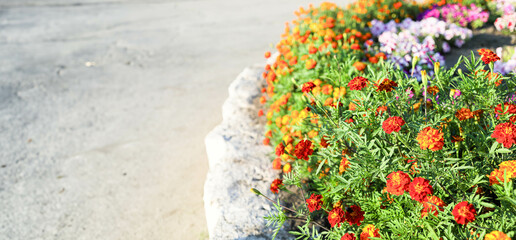 Vibrant marigold flowers blooming in a garden with colorful petals and green foliage