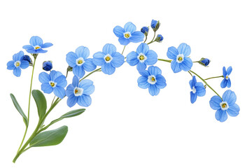 High-resolution forget-me-not flower cluster on transparent background, isolated PNG botanical cutout ideal for spring floral overlays, wedding invitations, scrapbooking accents and delicate nature