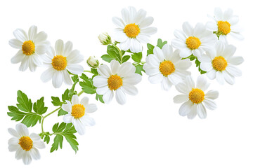 High-resolution feverfew flower cluster isolated PNG on transparent background for seamless botanical overlays, wedding invitations, scrapbooking, and modern graphic design cutout projects
