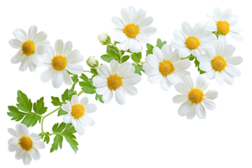 High-resolution feverfew flower cluster isolated PNG on transparent background for seamless botanical overlays, wedding invitations, scrapbooking, and modern graphic design cutout projects