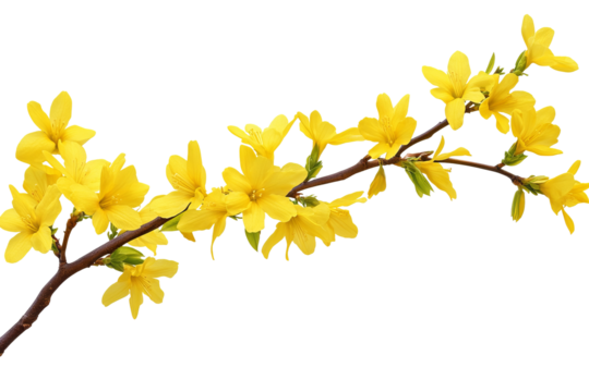 High-resolution Forsythia flower cluster PNG on transparent background botanical cutout for spring floral overlays, wedding invitations, scrapbooking accents, nature-inspired graphic design