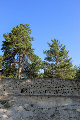 Tall evergreen pine trees rise majestically on high sandy bank with holes in which swifts nests