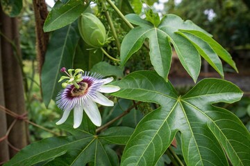 Close-Up of Passion Flower and Green Leaves. Vibrant passion flower blooming among lush green leaves, showcasing intricate petals and natural beauty in a garden setting