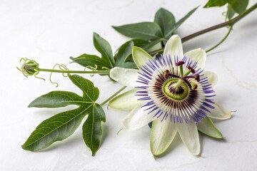 Close-Up of Passion Flower on White Background. Detailed view of a blooming passion flower with vibrant purple and white petals, lying on a white marble surface with green leaves