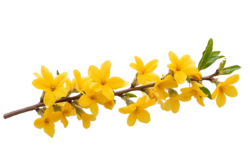 High-resolution Forsythia flower cluster PNG on transparent background botanical cutout for spring floral overlays, wedding invitations, scrapbooking accents, nature-inspired graphic design
