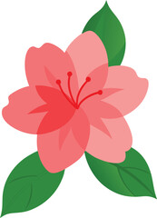 Azalea on white background