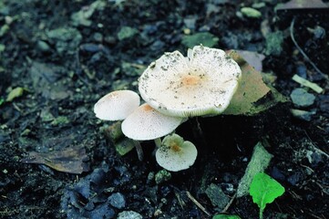 Close-up of deadly Brown Roll-Rim mushroom (Paxillus involutus) found in Korean forest. Highly...