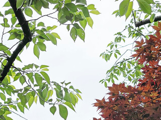 神田川5月：初夏の紅葉フレーム（一発撮り） 2025/5/12