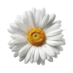 A pristine white daisy embodies simple beauty and joyful freshness in the sunlight against clean