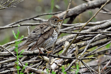 Singdrossel sitzt in einer Benjeshecke // Song thrush (Turdus philomelos) 