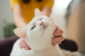 Fluffy white cat enjoying gentle strokes from human hand, purring contentedly. Close-up portrait of...