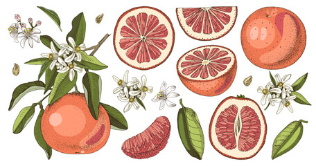 Botanical grapefruit illustrations set vector