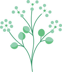 Baby’s Breath on white background