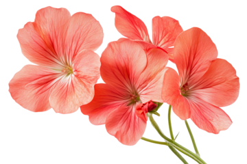 High-resolution geranium flower cluster isolated on transparent background — seamless botanical cut-out perfect for floral overlays, wedding invitations and scrapbooking accents