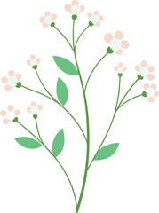 Baby’s Breath on white background