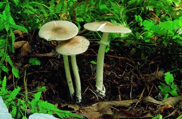 Close-up of Grisette Amanita mushroom (Amanita vaginata group) growing on forest floor in Korea. Potentially dangerous due to high risk of confusion with deadly Amanita species.