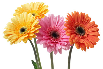 High-resolution Gerbera daisy blossom cluster on transparent background PNG cut-out, vibrant spring floral elements ideal for wedding invitation design, scrapbook overlays and botanical wall art