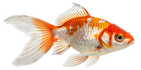 Vibrant orange and white goldfish isolated on black