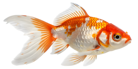 Vibrant orange and white goldfish isolated on black