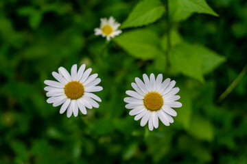 Obraz premium Close view of two beautiful daisies in a field with white petals and orange center. Blurred green grass, greenery in the background.