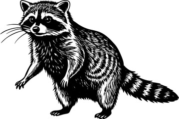 A raccoon standing on hind legs, isolated on a white background