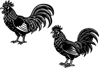 A rooster crowing, isolated on a white background. Rooster crowing