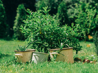 Flower Pots in Garden with Green Trees