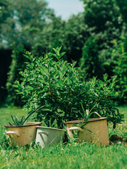 Flower Pots in Garden with Green Trees