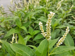 Smartweed plant (Persicaria hydropiper) in the river bank	