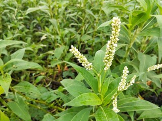 Smartweed plant (Persicaria hydropiper) in the river bank	
