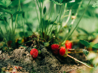 Wild Strawberries on Garden Bed