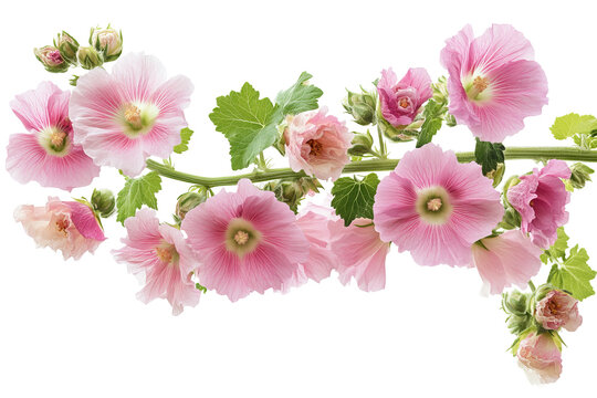 Vibrant hollyhock flower cluster — ultra-high-resolution PNG cutout on transparent background, ideal for seamless botanical overlays, wedding invitations, scrapbooking accents and elegant floral